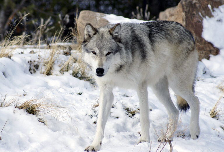 10 Best National Parks to See Wolves in The US