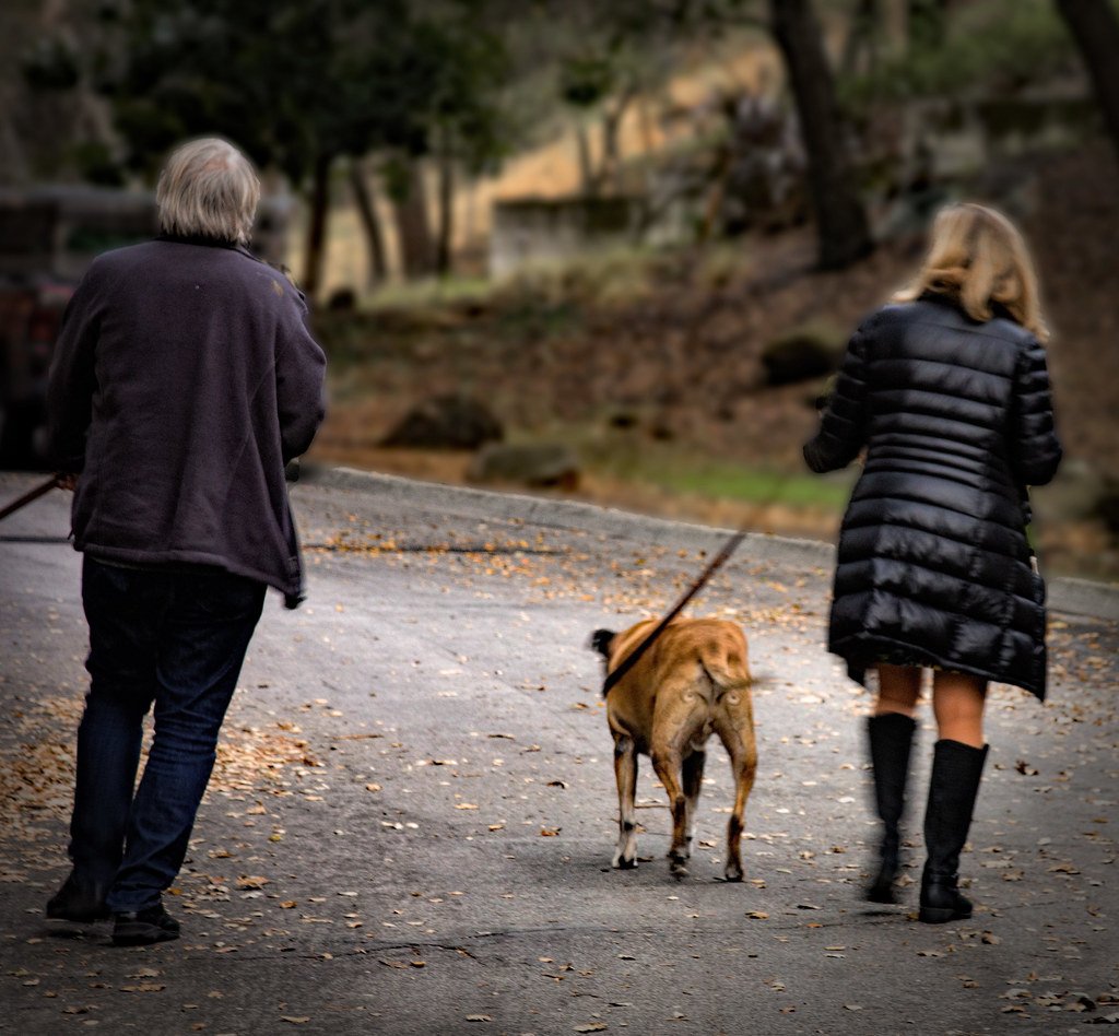 Mental Stimulation Through Structured Activity (image credits: flickr)