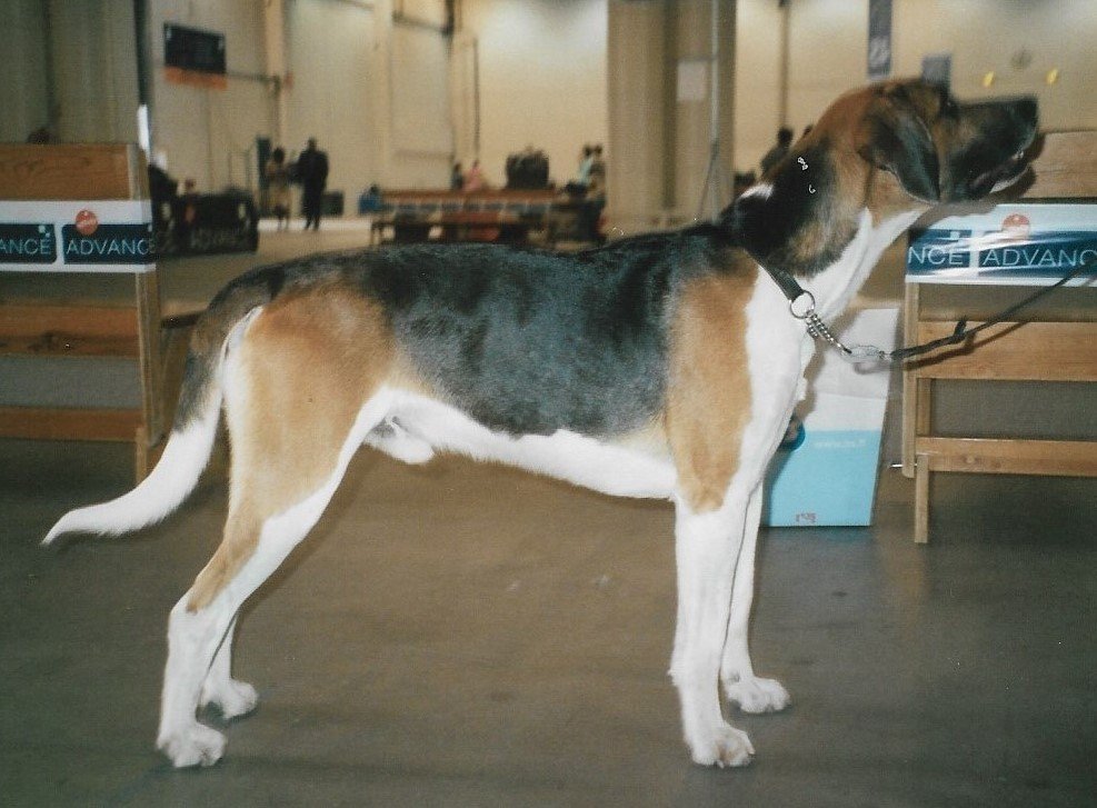 English Foxhound: From Presidential Favorite to Near Oblivion (image credits: wikimedia)