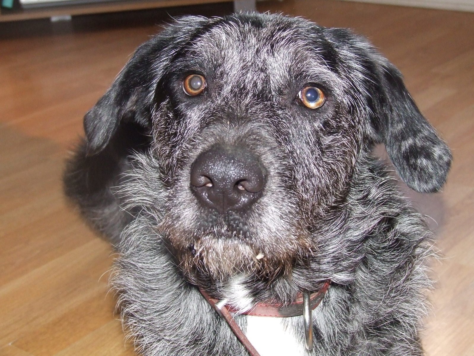 Otterhound: Rarer Than a White Rhino (image credits: wikimedia)