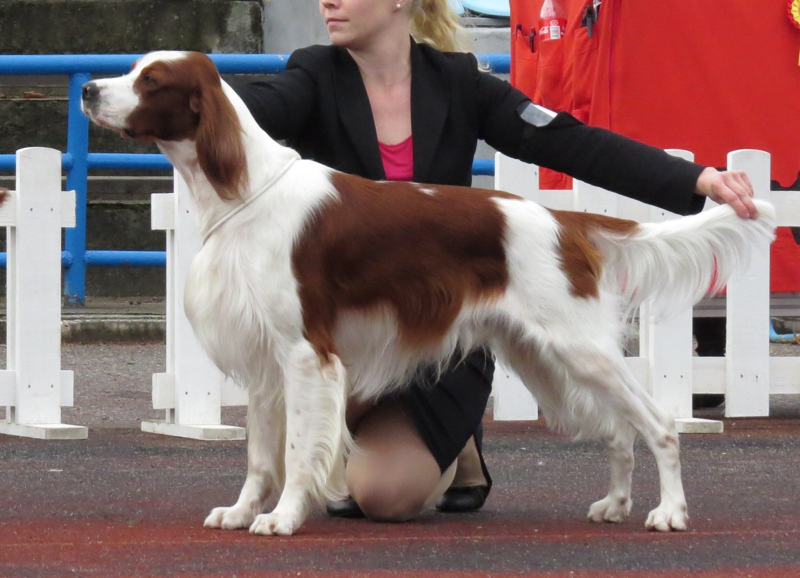 Irish Red and White Setter: Lost in Their Cousin's Shadow (image credits: wikimedia)