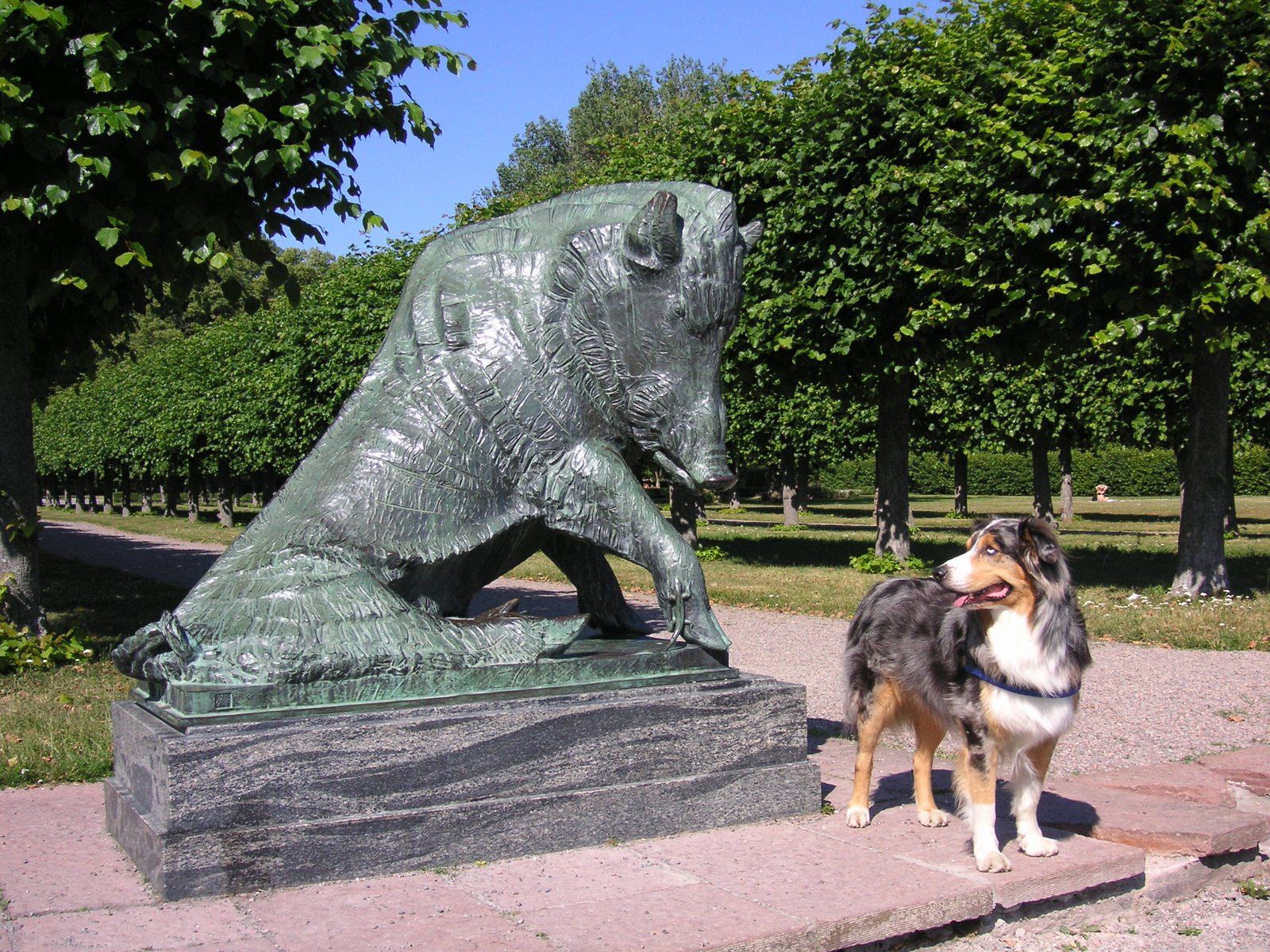 Australian Shepherd: The All-American Ranch Hand (image credits: wikimedia)