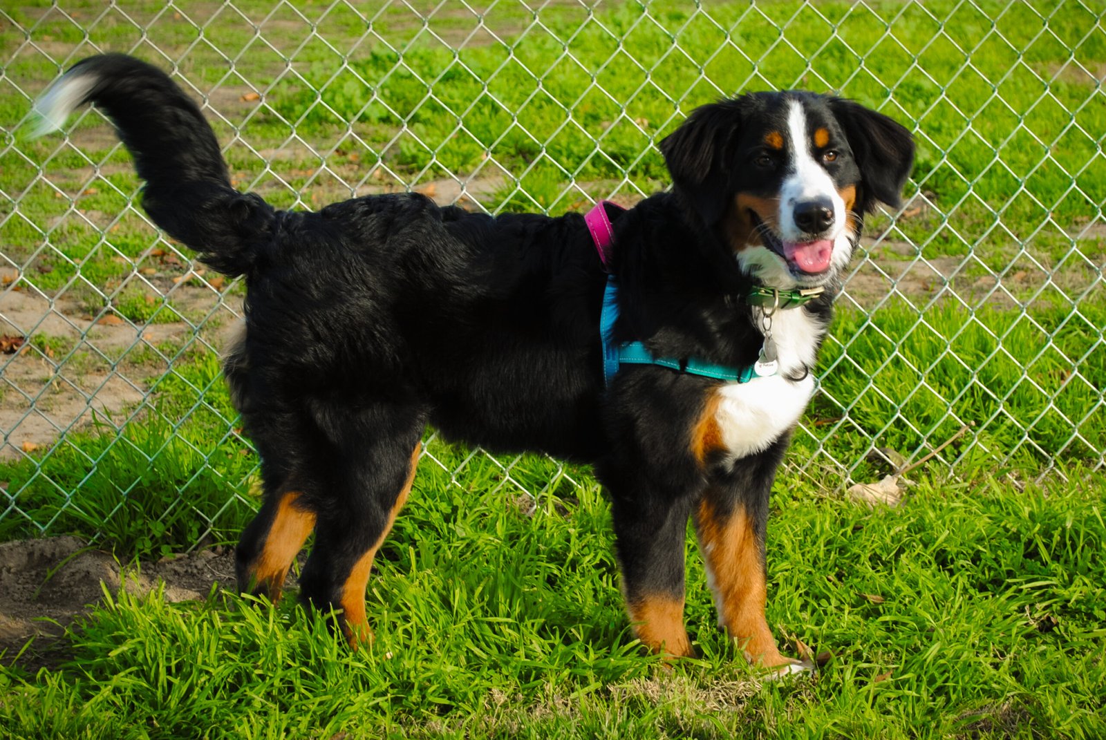 Bernese Mountain Dog: The Gentle Giant Worker (image credits: wikimedia)