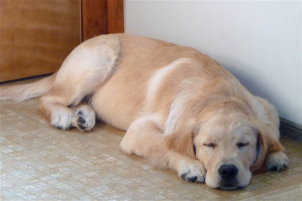 They Wait by the Door Even When You Haven't Left (image credits: flickr)