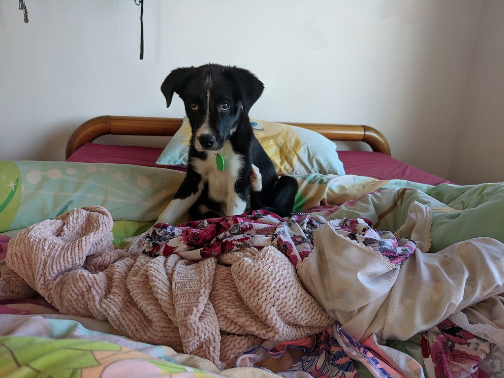 They Sleep on Your Clothes (image credits: flickr)