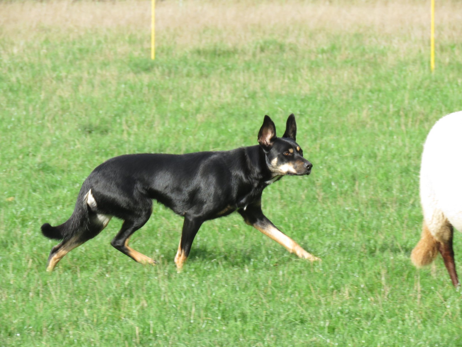 Australian Kelpie: The Intense Workaholic (image credits: wikimedia)