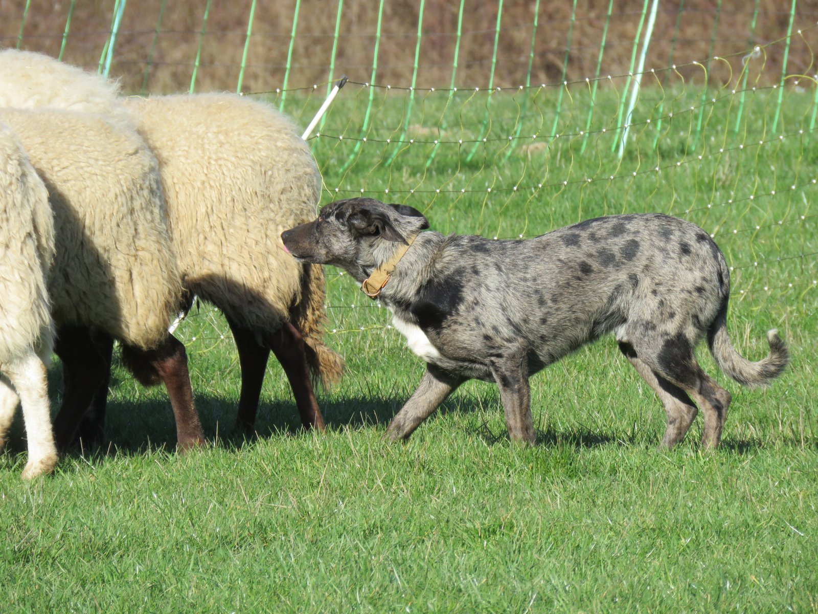 Hangin' Tree Cowdog: The American Original (image credits: wikimedia)
