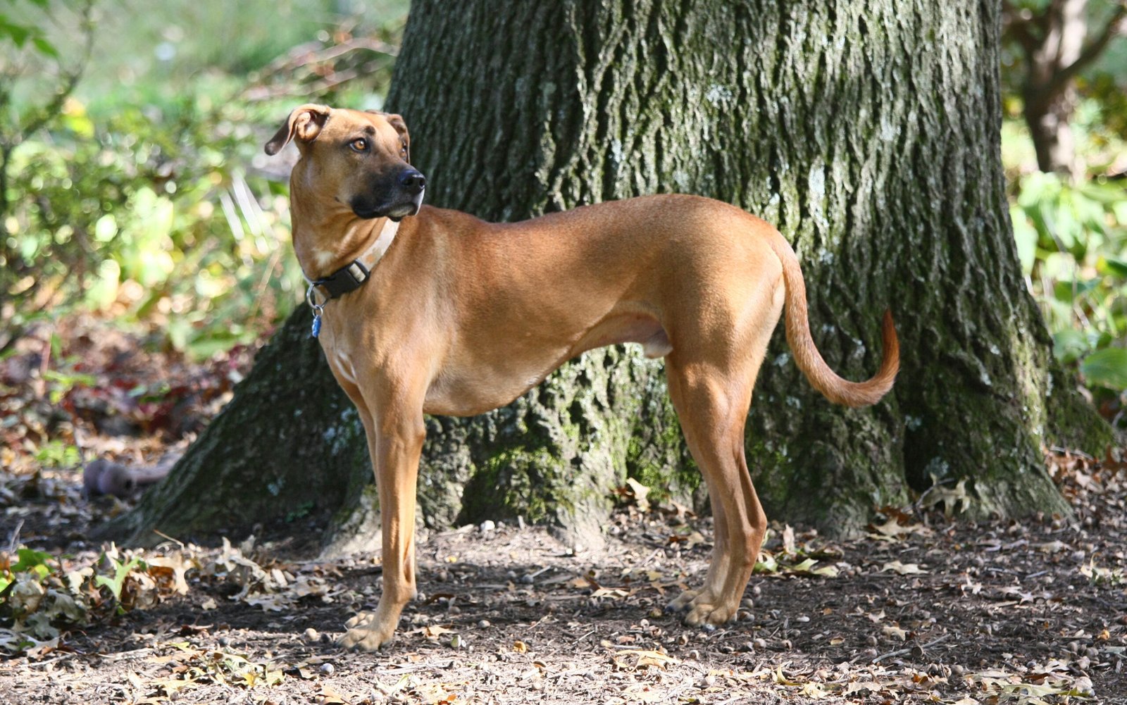 Black Mouth Cur: The Southern Multitasker (image credits: wikimedia)
