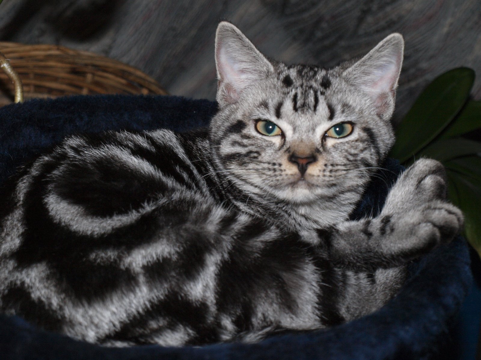 The American Shorthair: The All-American Hometown Hero (image credits: wikimedia)