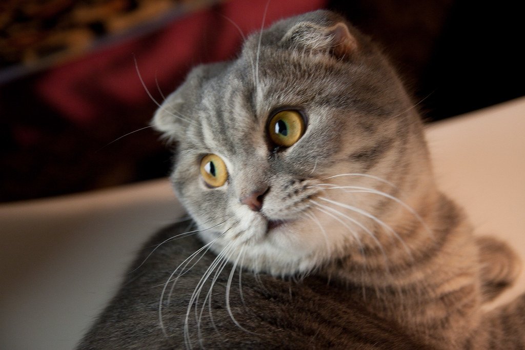 The Scottish Fold: The Owl-Faced Charmer (image credits: flickr)