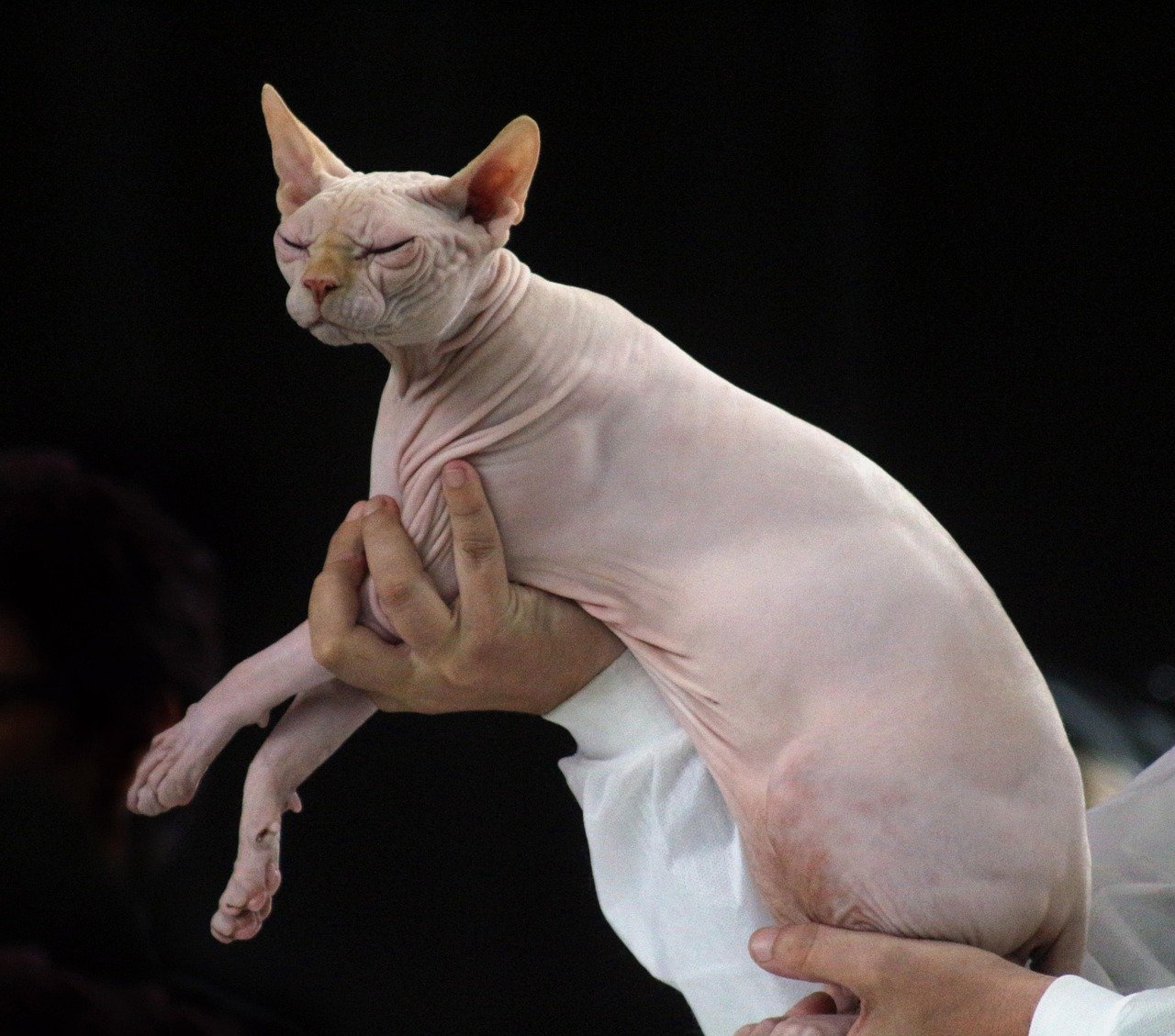 The Sphynx: The Hairless Wonder That Warms Hearts (image credits: pixabay)