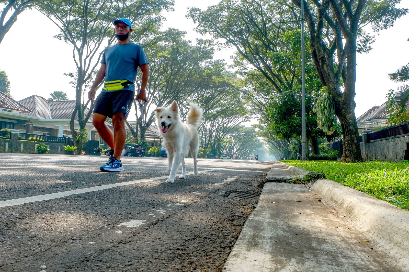 The Silent Heroes Who Walk on Four Paws at Dawn (image credits: wikimedia)