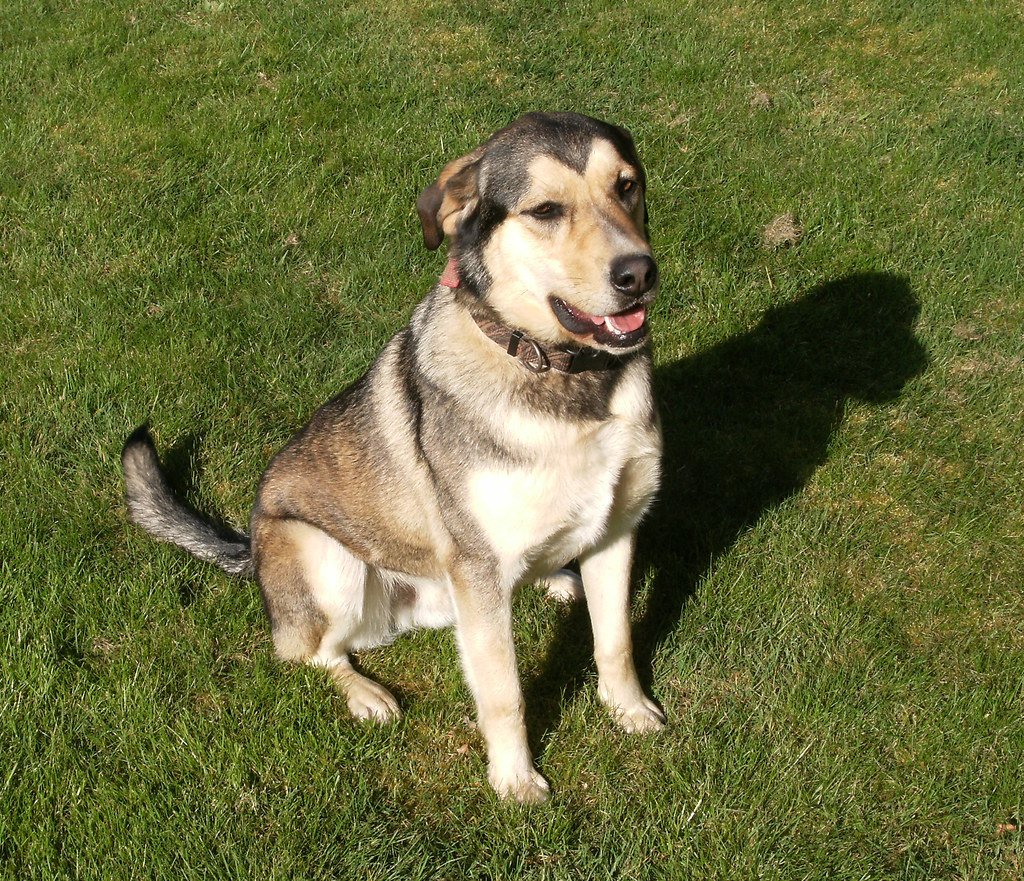 Rescuing Animals From Deadly Traps (image credits: flickr)