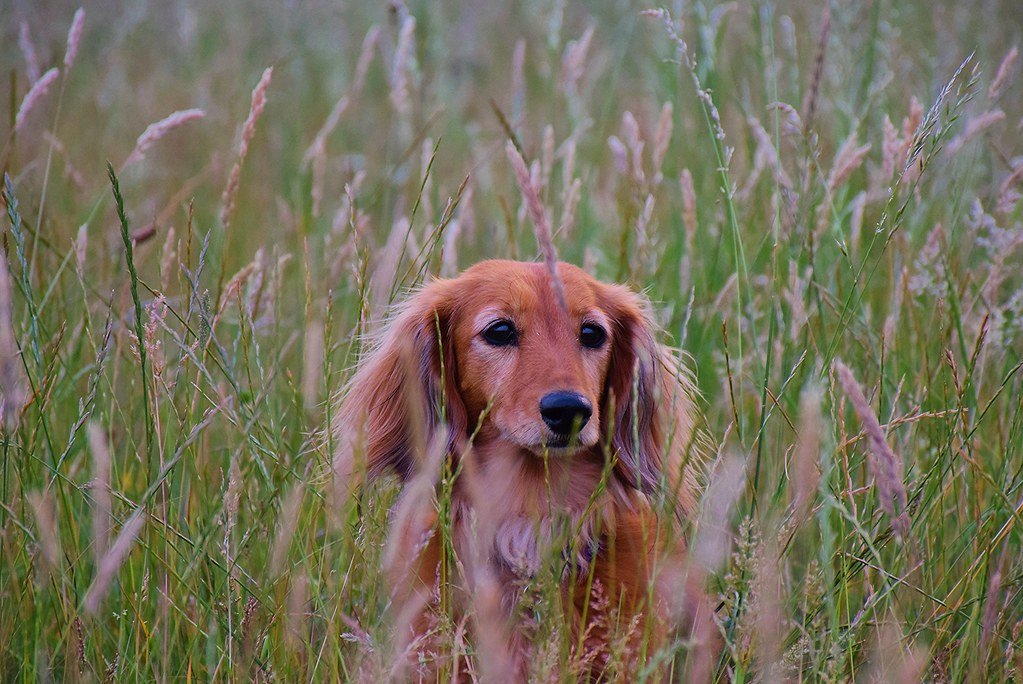 Adapting To The Challenges Of The Savannah (image credits: flickr)