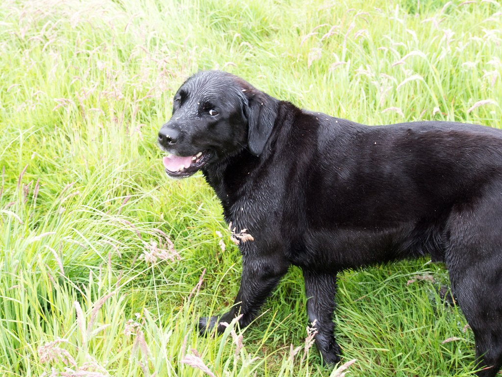Labrador Retriever: The People-Pleasing Workhorse (image credits: flickr)