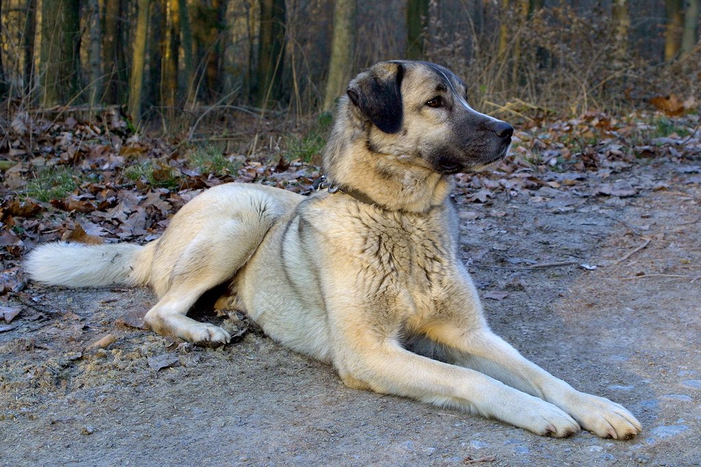 Anatolian Shepherd: The Silent Sentinel (image credits: flickr)