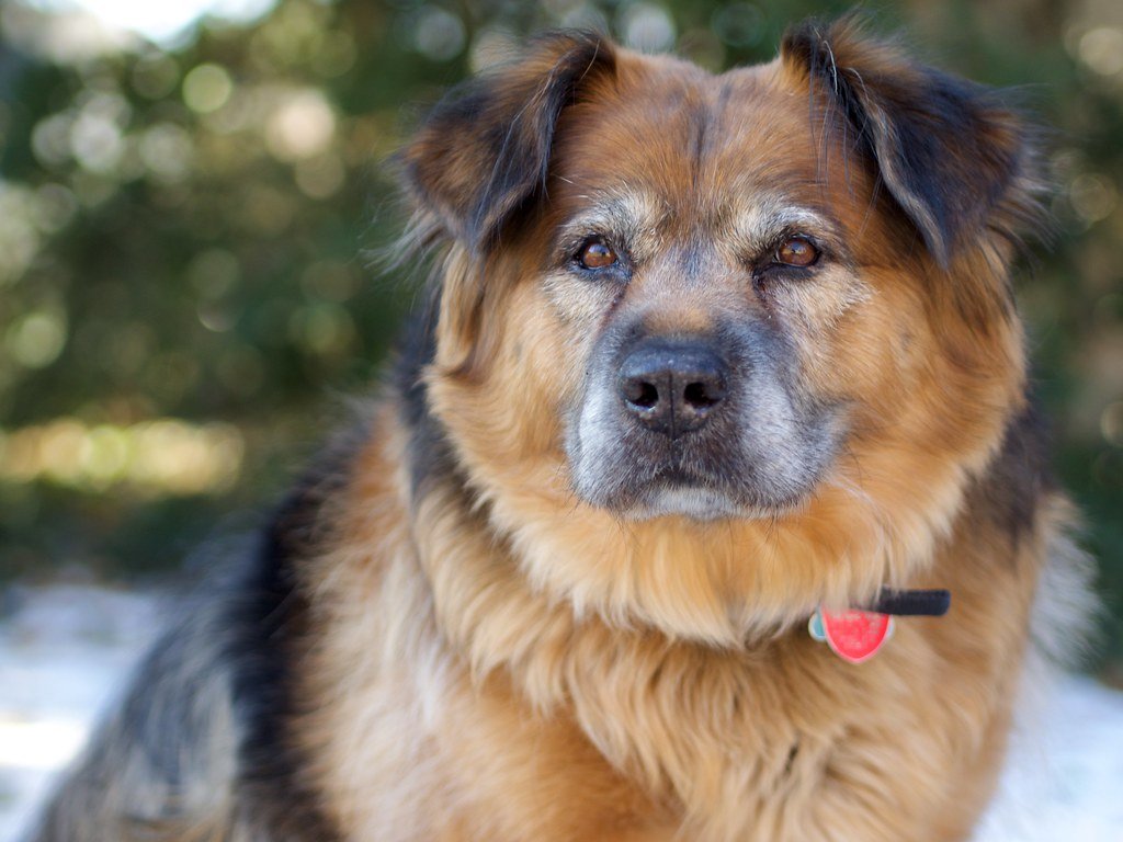 Aging In Dogs: What You Need To Know