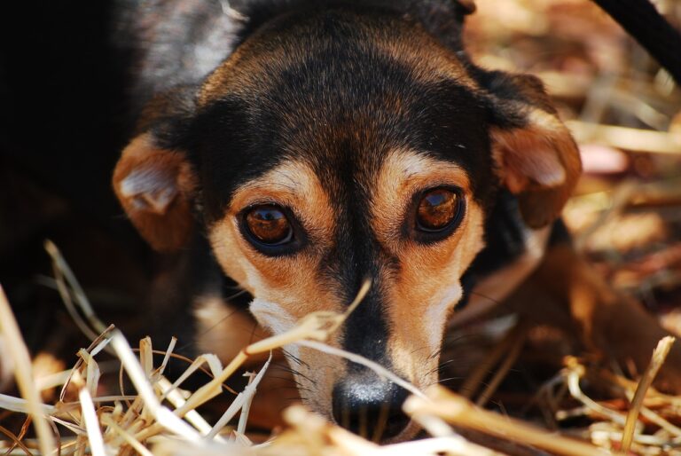 How Your Dog's Brain Reacts to Fear