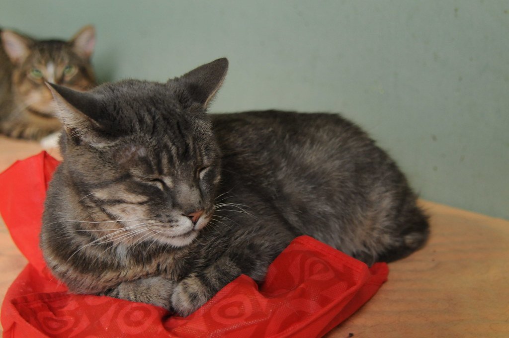 Cats Have Nine Lives (image credits: flickr)