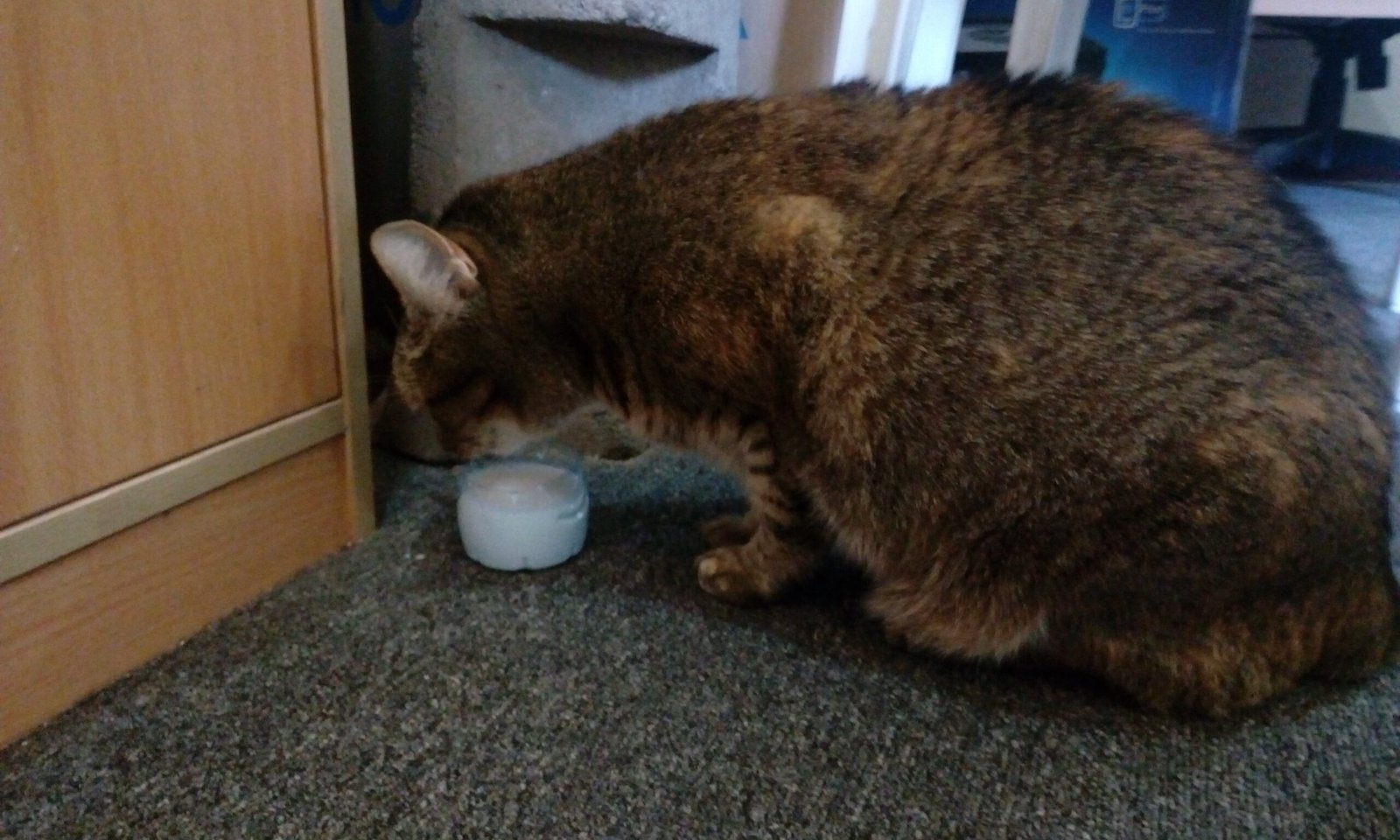 Milk Is the Perfect Cat Treat (image credits: wikimedia)