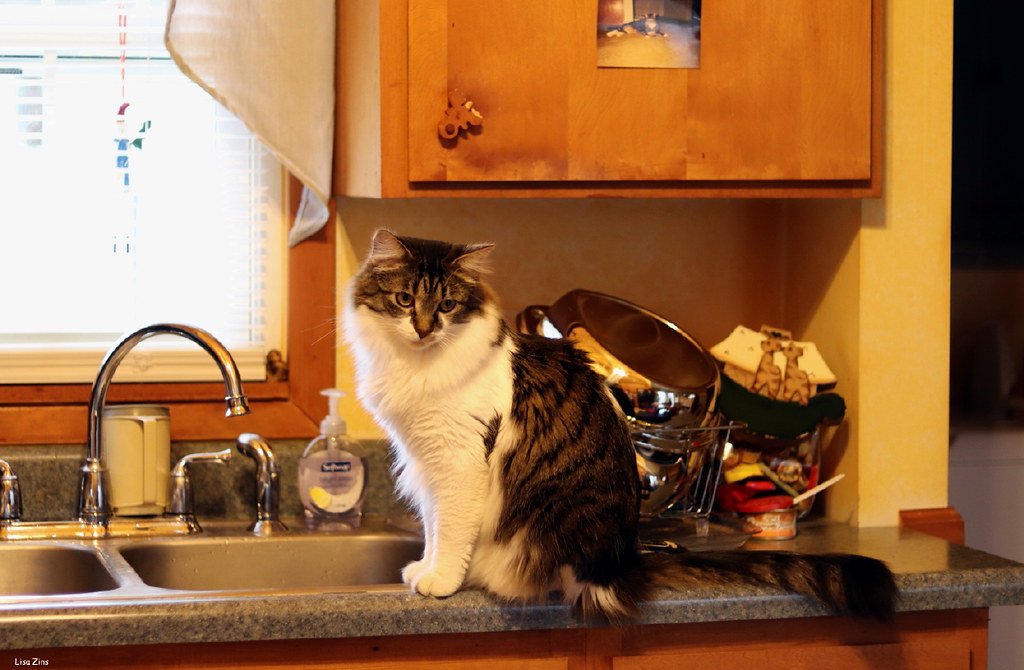 Cats Are Impossible to Train (image credits: flickr)