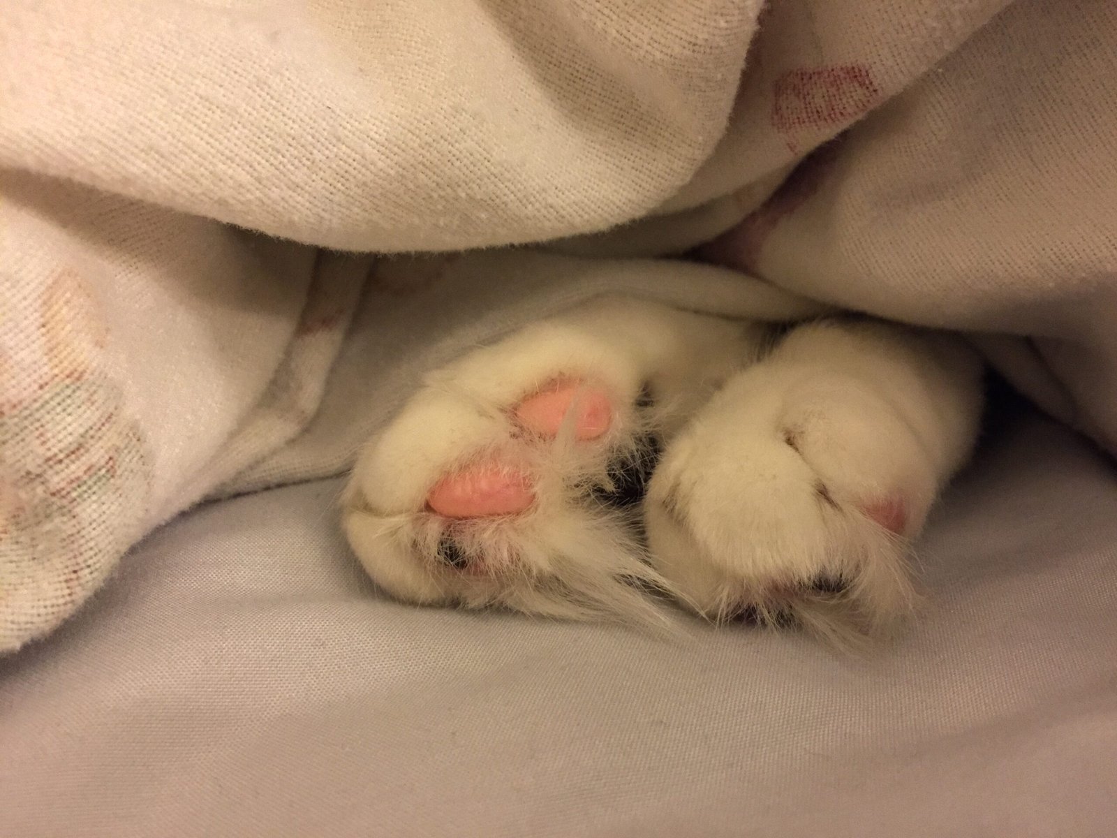 Declawing Is Just Like Trimming Nails (image credits: wikimedia)