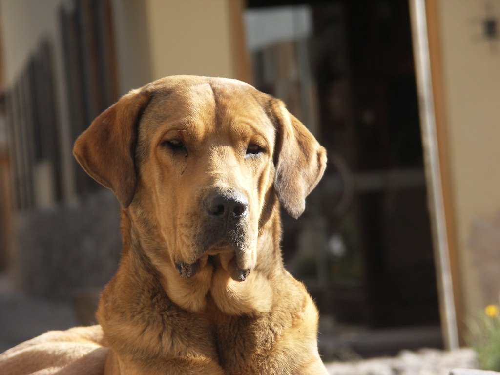 The Silent Language Between Species (image credits: flickr)