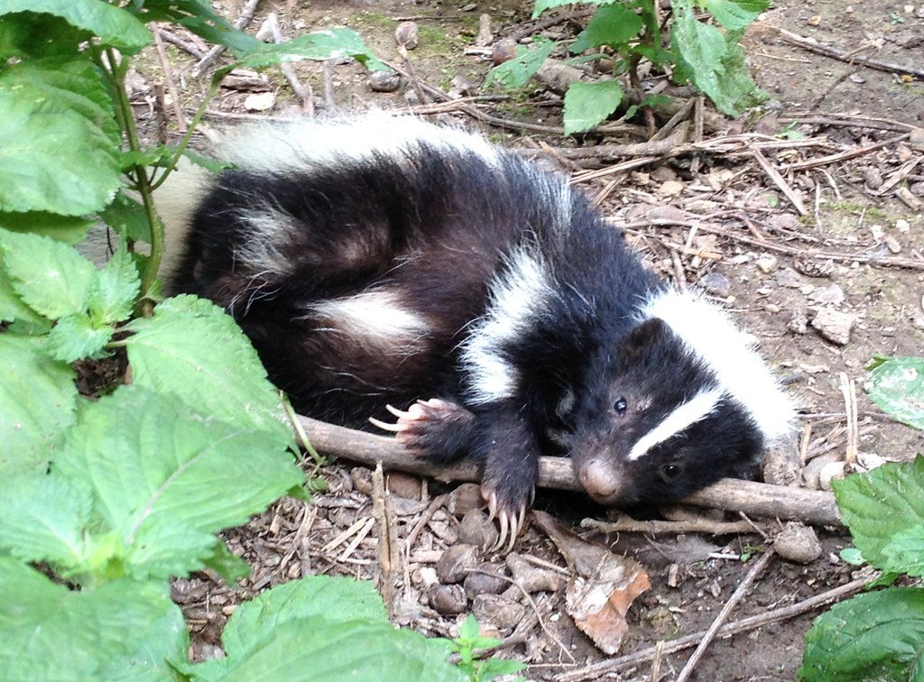 The Striped Stink Bomb That Clears the Neighborhood (image credits: flickr)