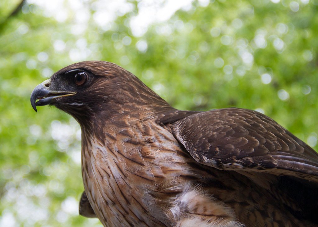 The Wise-Eyed Raptor That Watches From Above (image credits: flickr)