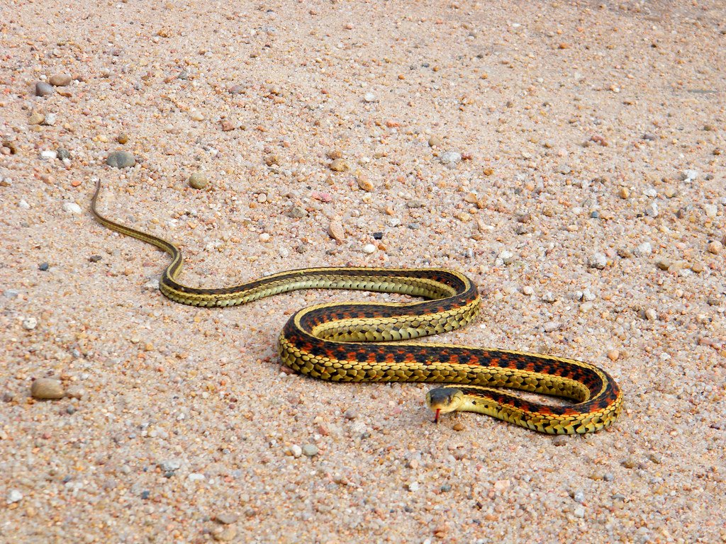 The Slithering Legless Wonder That Defies Logic (image credits: flickr)