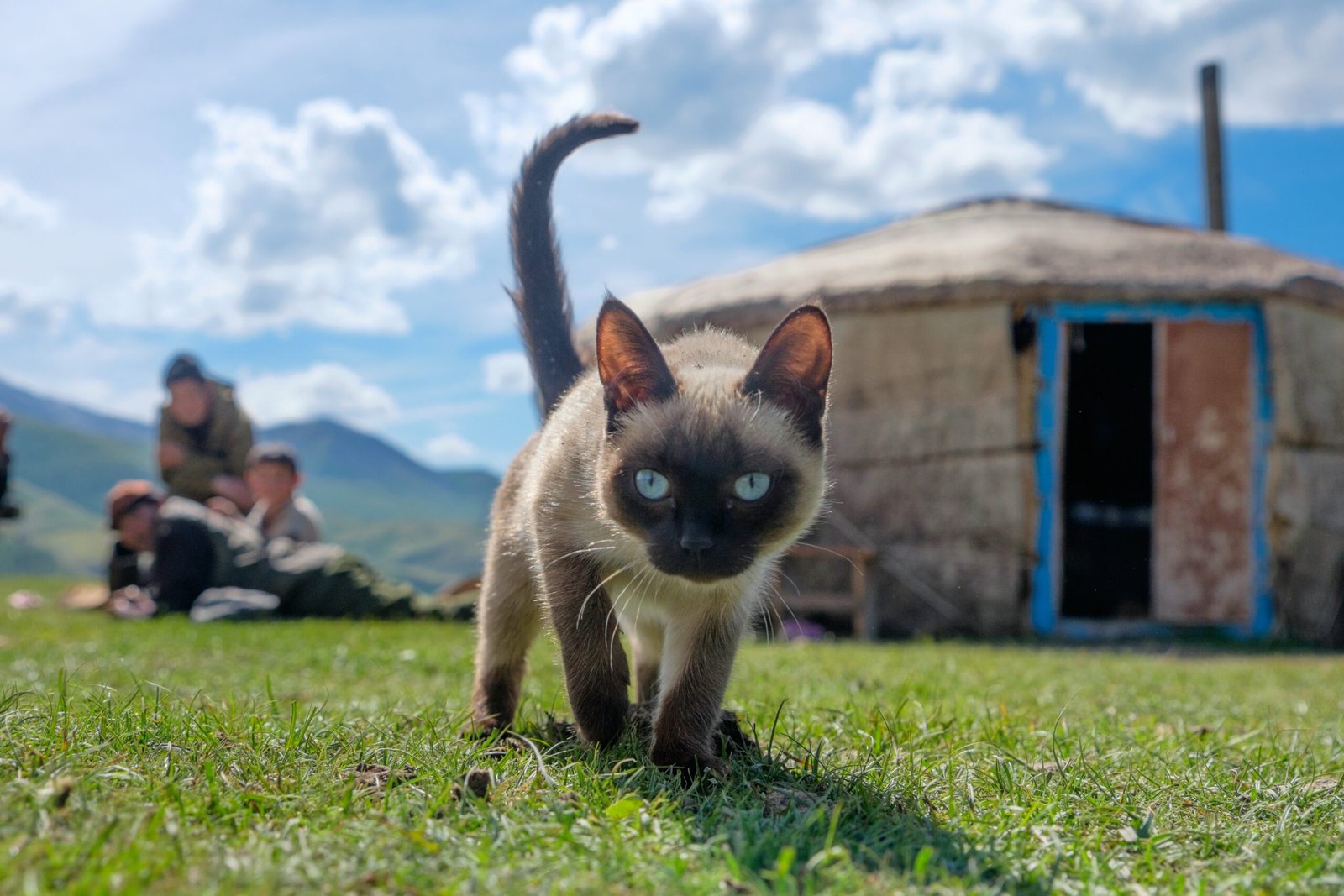 Gemini: The Chatty Siamese (image credits: wikimedia)