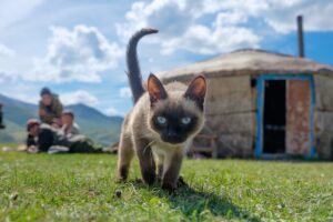 The Most Compatible Cat Breed for Every Zodiac Sign