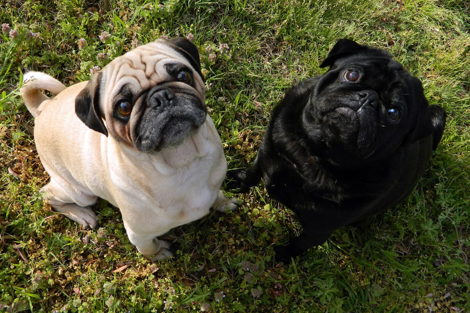 They Provide Non-Judgmental Emotional Support (image credits: wikimedia)