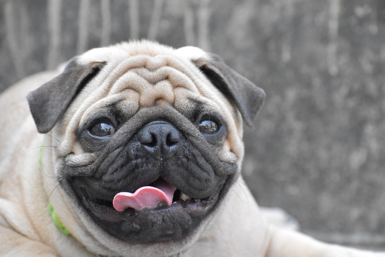 They're Naturally Comedic Mood Lifters (image credits: pixabay)