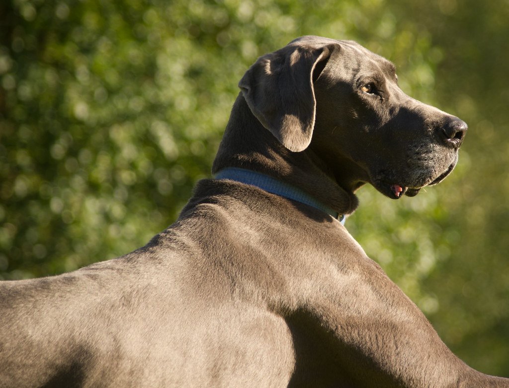 Great Dane (image credits: flickr)