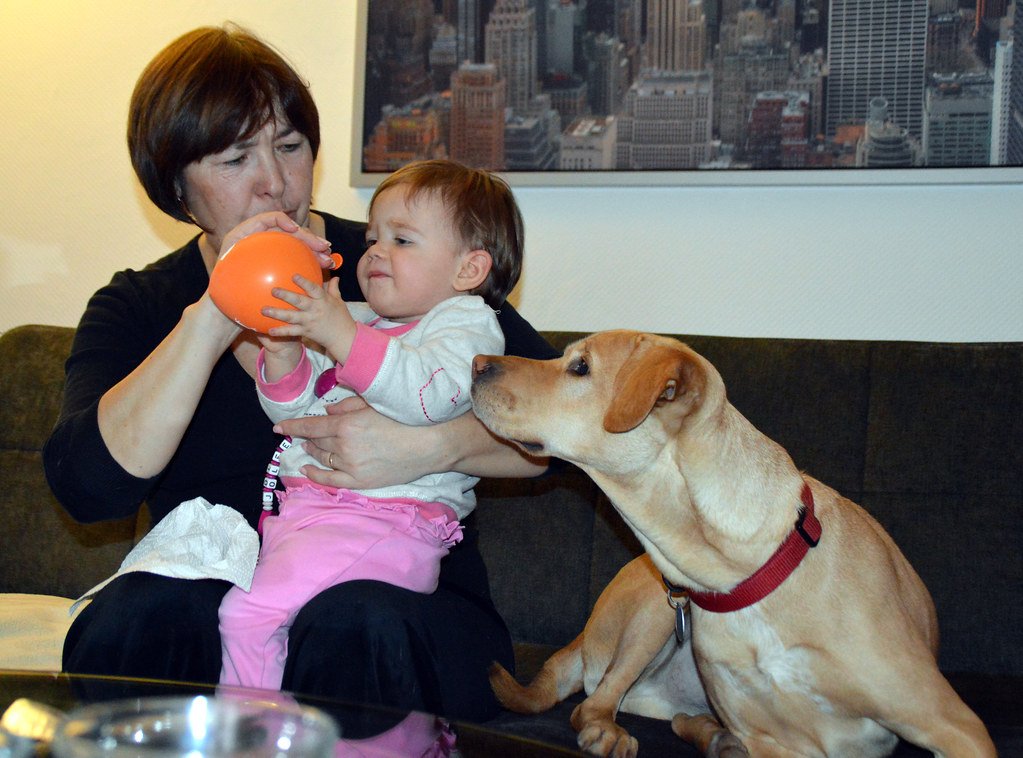 The Perfect Family Temperament That Wins Hearts (image credits: flickr)