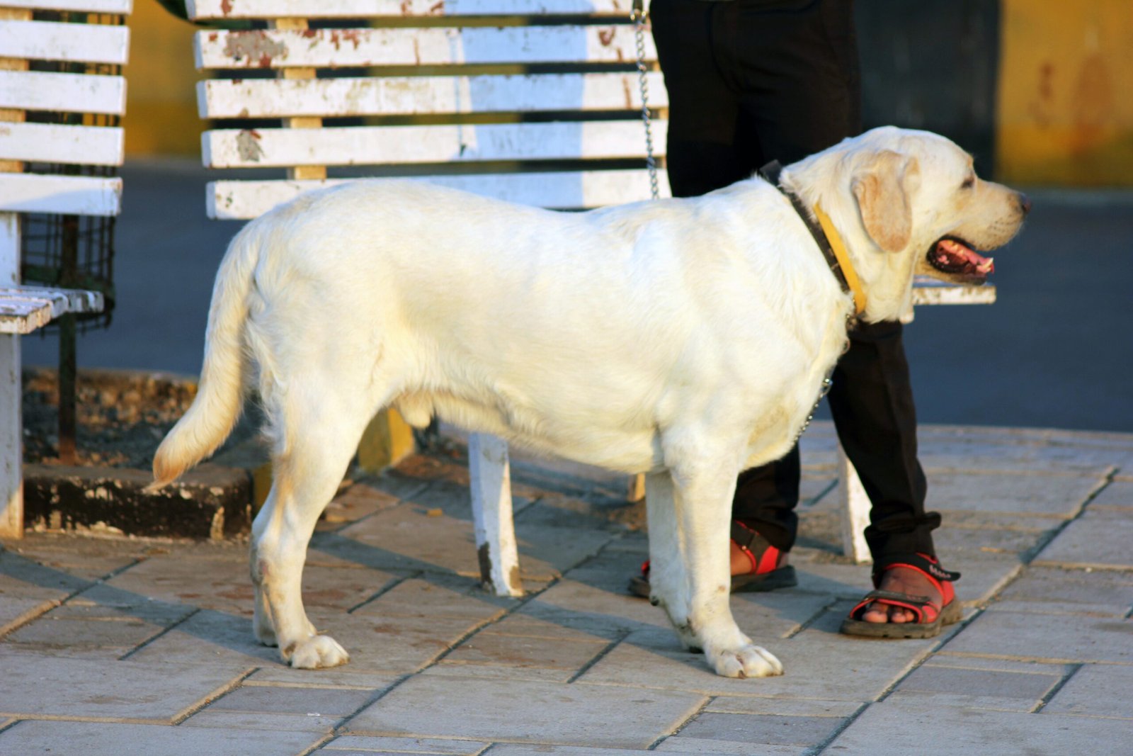 Size That's Just Right for Everything (image credits: wikimedia)