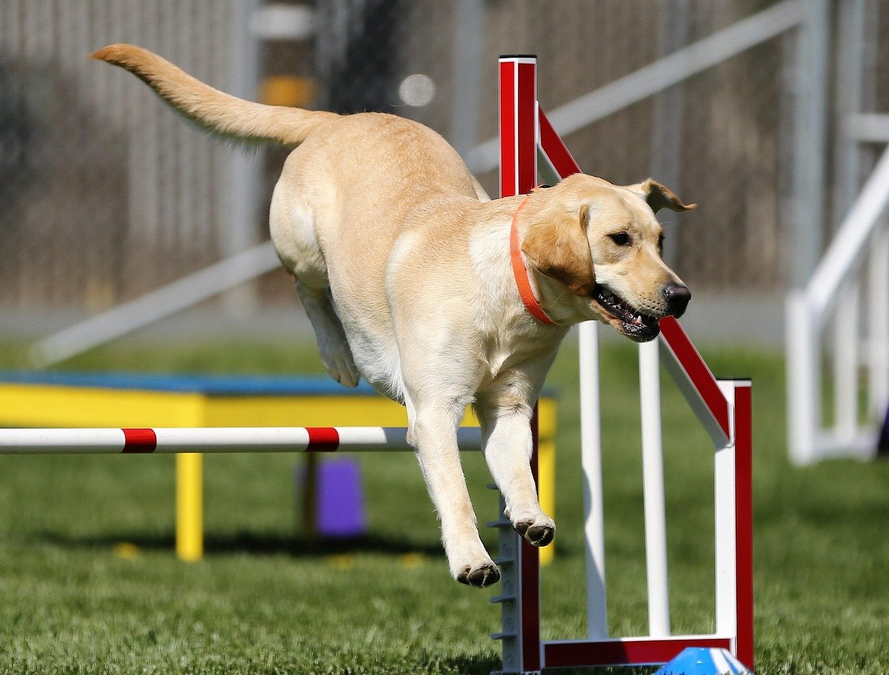 Athletic Abilities That Impress (image credits: pixabay)