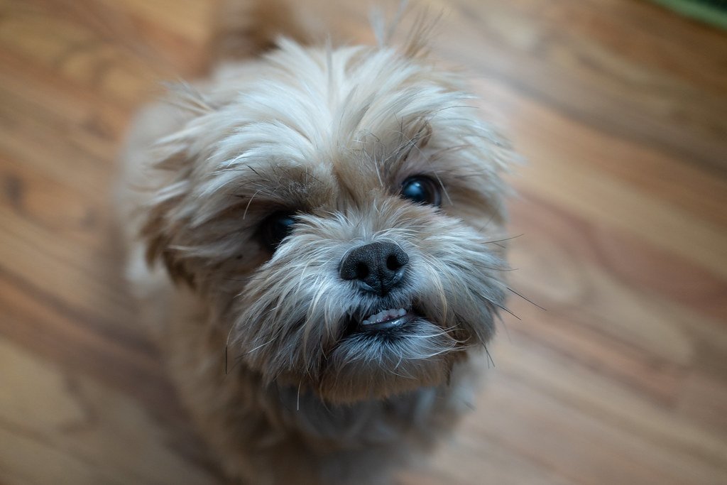 Shih Tzu (image credits: flickr)