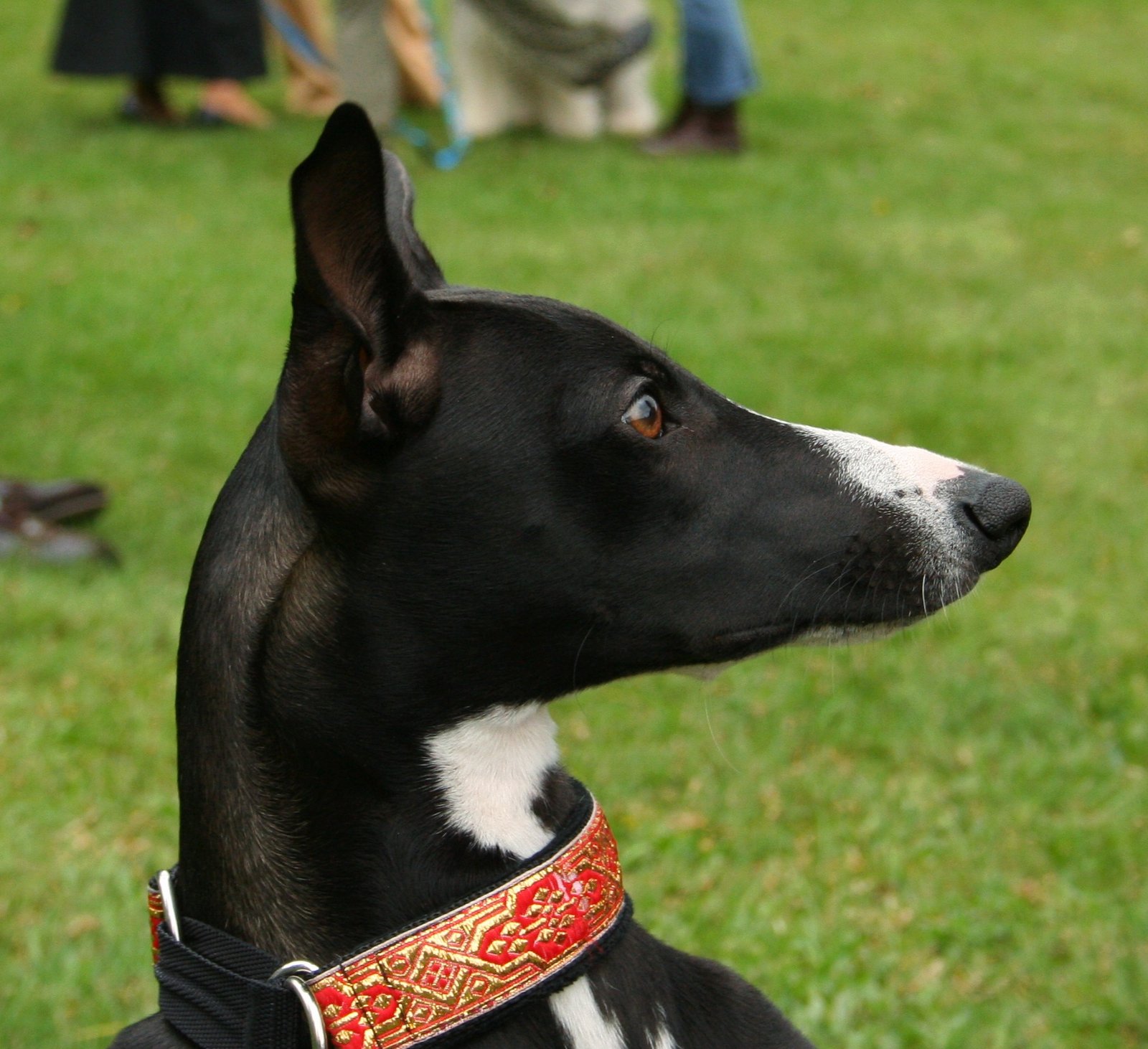Whippet (image credits: wikimedia)