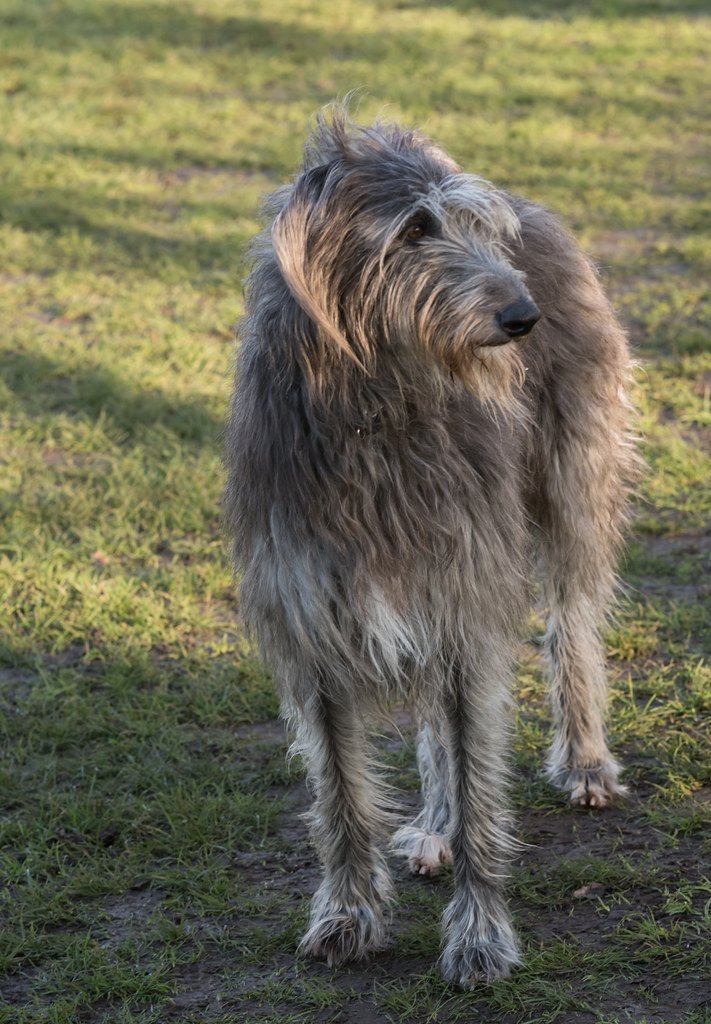 Scottish Deerhound (image credits: flickr)
