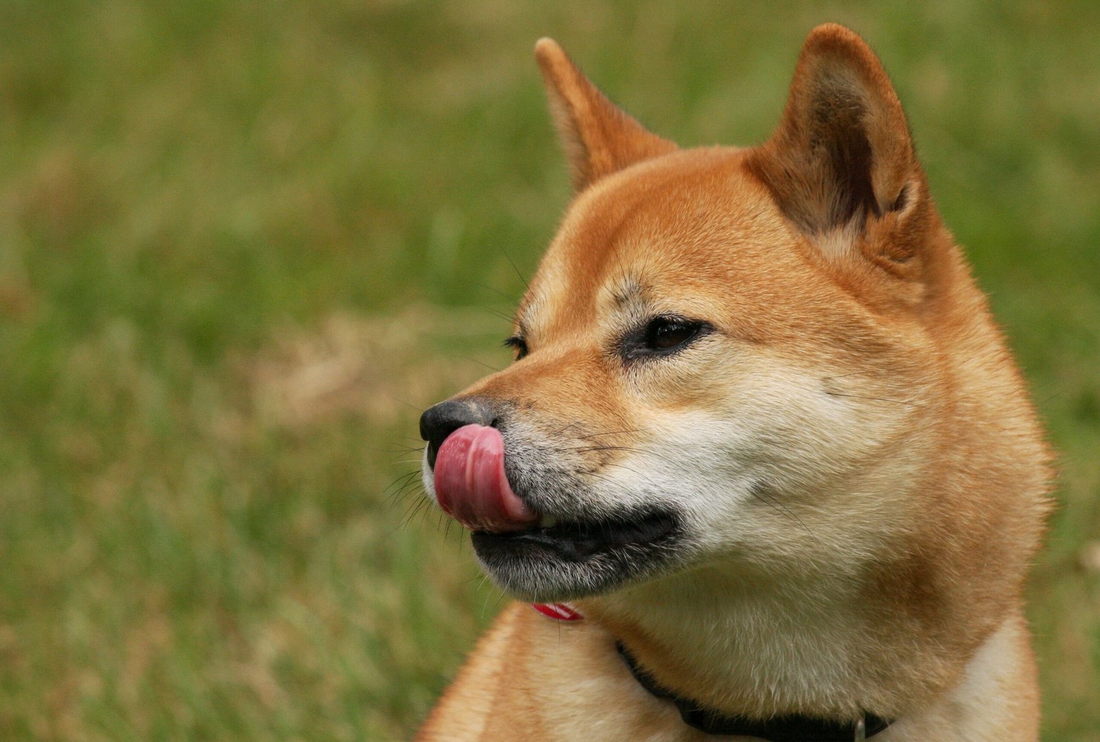 Shiba Inu (image credits: wikimedia)