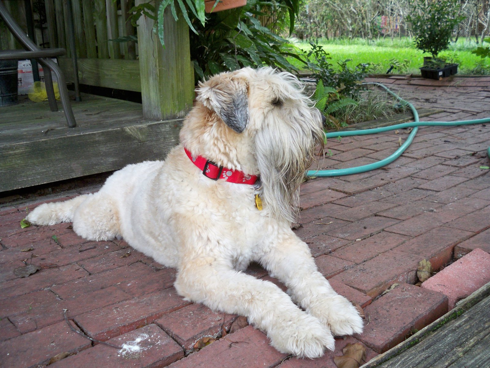Soft Coated Wheaten Terrier (image credits: wikimedia)
