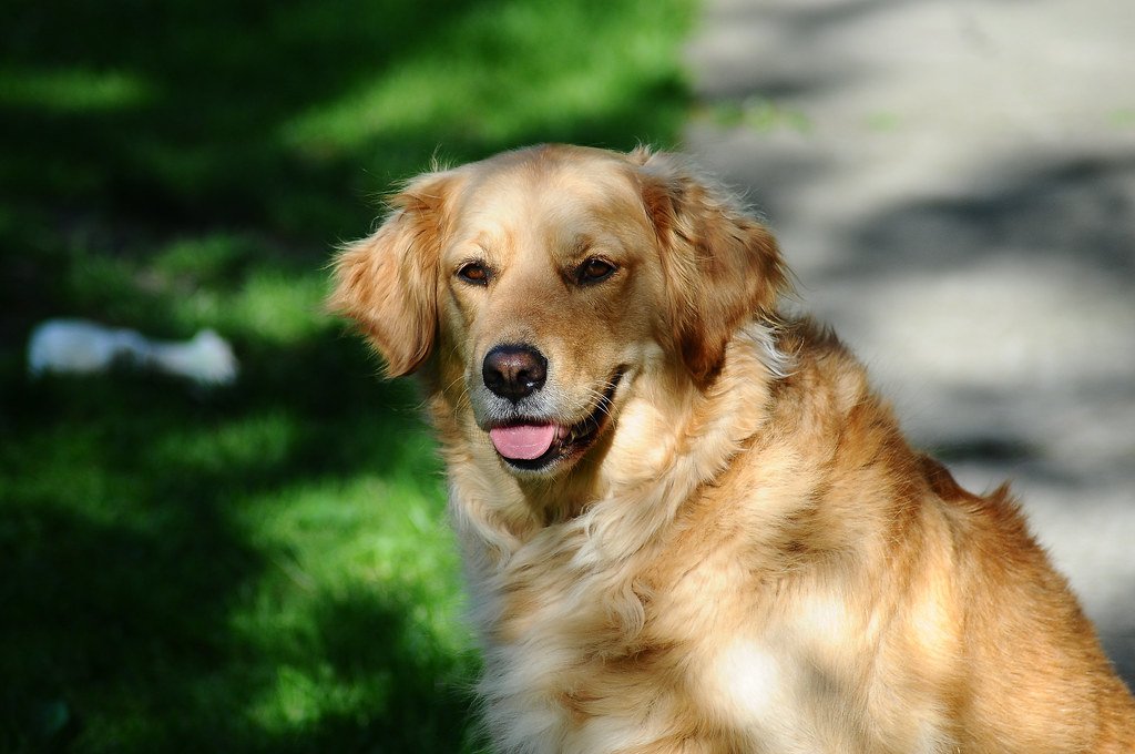 Golden Retrievers: Natural Mood Boosters (image credits: flickr)