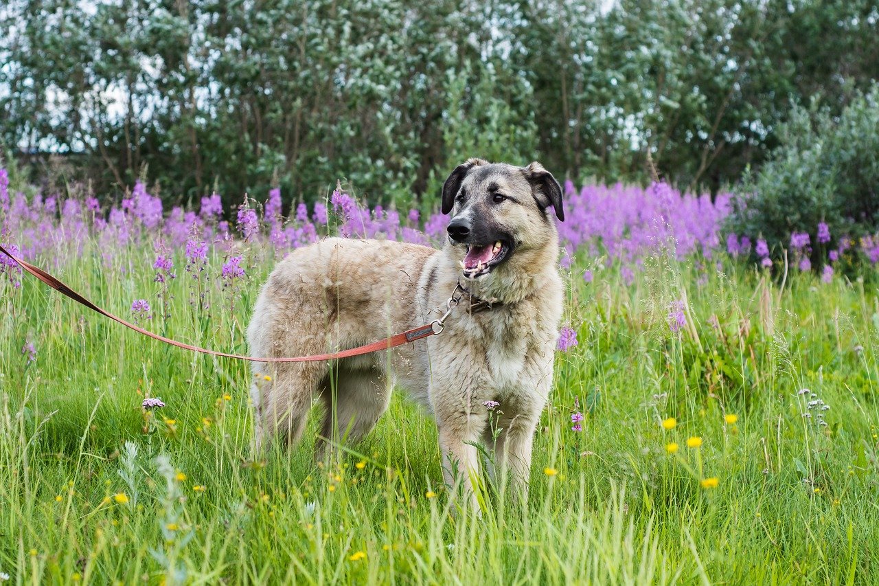 Durable Leash and Collar Set (image credits: pixabay)