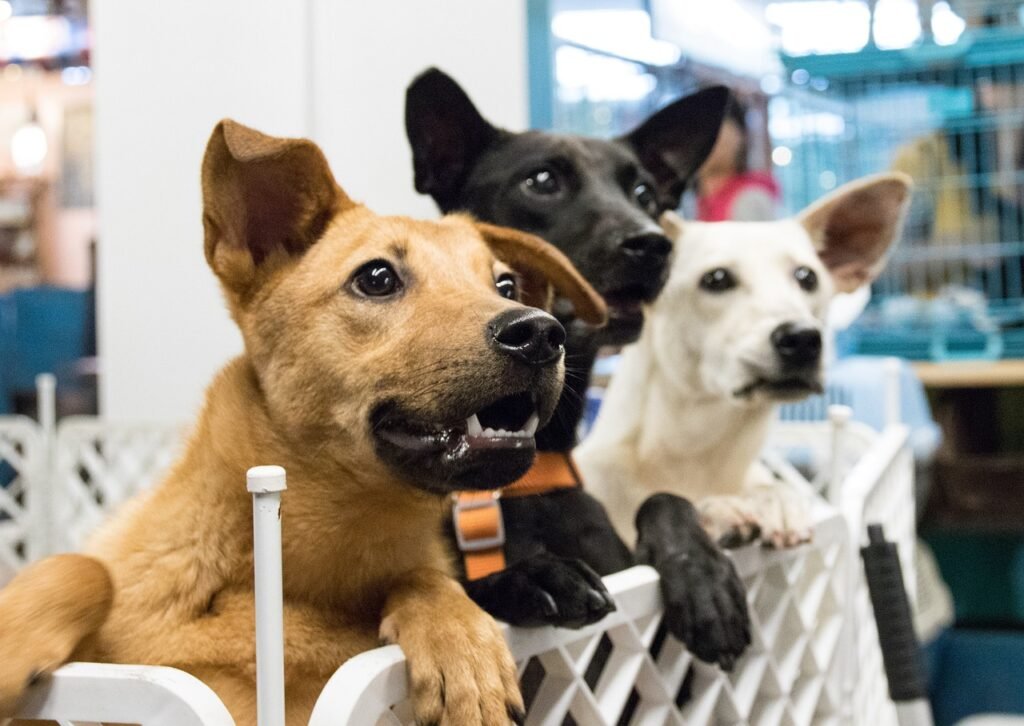 Support Local Animal Shelters and Rescue Groups