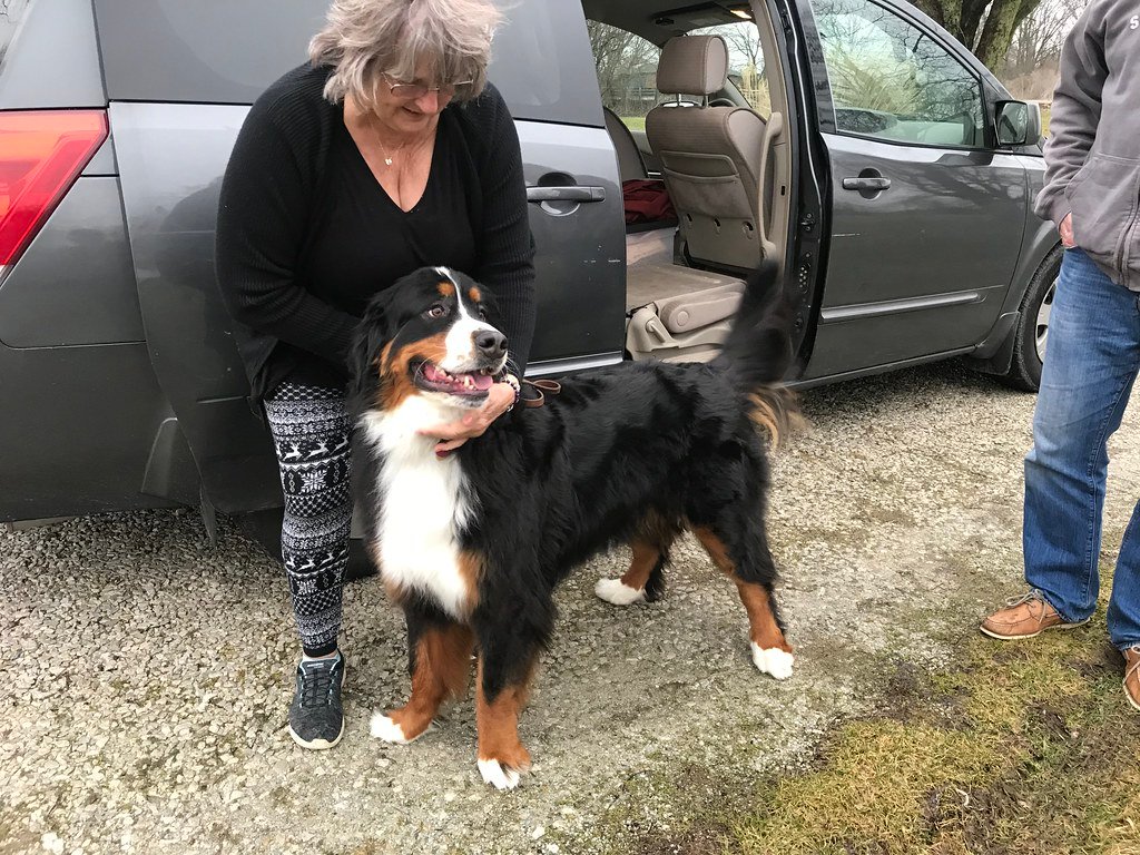 Bernese Mountain Dog: Sturdy and Devoted (image credits: flickr)