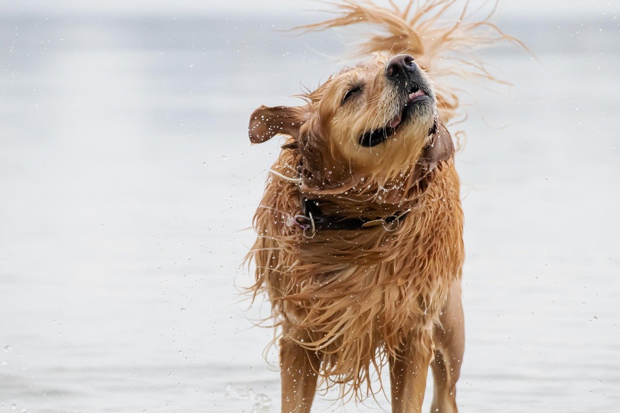 10 Dog Breeds Prone to Joint Problems – And How to Protect Them Early