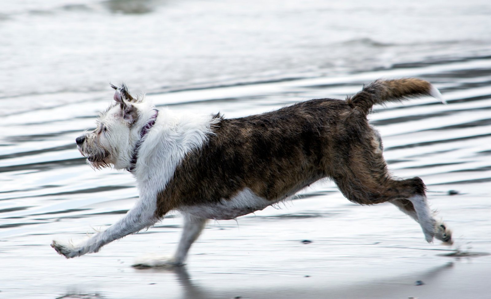 Zoomies: Unleashing Pure Canine Joy (image credits: wikimedia)
