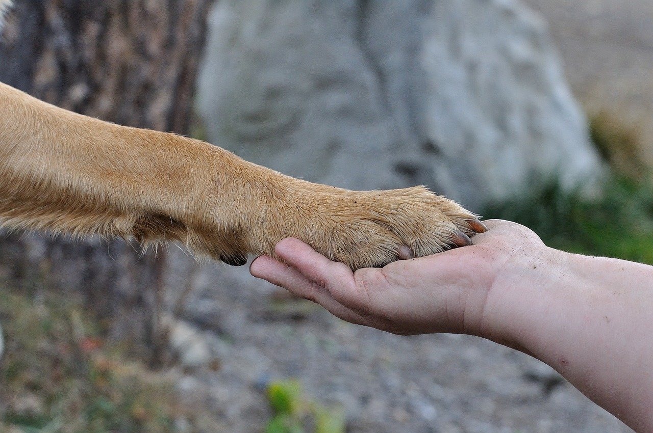 Pawing at You: Seeking Connection—or a Treat (image credits: pixabay)